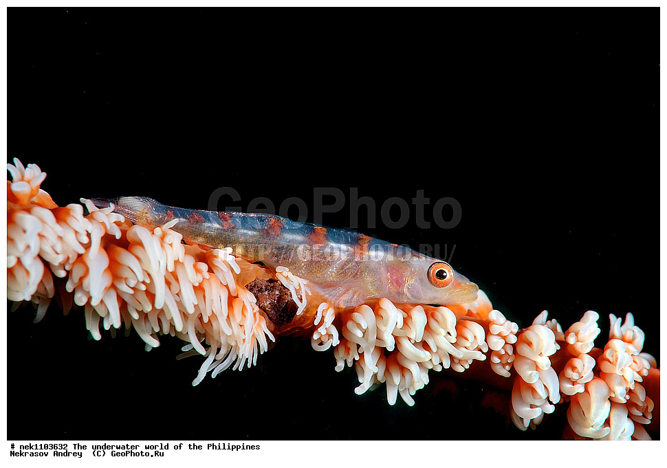 ���������, ��������� ���, ����, ���������, ����� , ���������� ����, ����-�������������, ����-������������� �������, ����-�������������, ��������� ���������, �������, ����� �����, ���-��������� ����, ����, �����, ������, �����, ��������, ��������, �����������, ����,  �������, �������, �����, ���, ���������, ���������, ��������� ���, �������,  ����, �����������, ����, ����������, ��������� �����, ����, ����, �����, �����