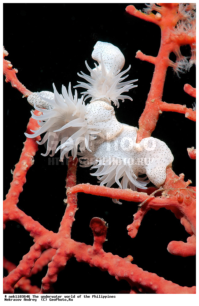 ���������, ��������� ���, ����, ���������, ����� , ���������� ����, ����-�������������, ����-������������� �������, ����-�������������, ��������� ���������, �������, ����� �����, ���-��������� ����, ����, �����, ������, �����, ��������, ��������, �����������, ����,  �������, �������, �����, ���, ���������, ���������, ��������� ���, �������,  ����, �����������, ����, ����������, ��������� �����, �������, �������, ������, �������