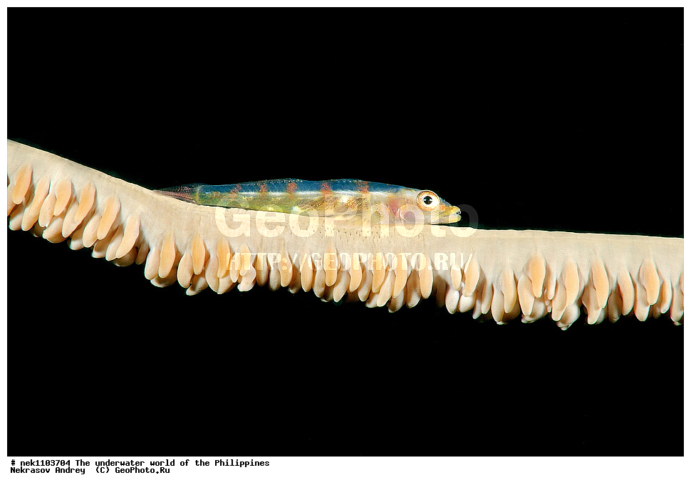 ���������, ��������� ���, ����, ���������, ����� , ���������� ����, ����-�������������, ����-������������� �������, ����-�������������, ��������� ���������, �������, ����� �����, ���-��������� ����, ����, �����, ������, �����, ��������, ��������, �����������, ����,  �������, �������, �����, ���, ���������, ���������, ��������� ���, �������,  ����, �����������, ����, ����������, ��������� �����, ����, ����, �����, �����