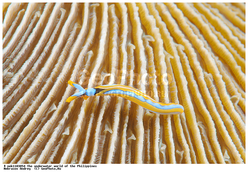 ���������, ��������� ���, ����, ���������, ����� , ���������� ����, ����-�������������, ����-������������� �������, ����-�������������, ��������� ���������, �������, ����� �����, ���-��������� ����, ����, �����, ������, �����, ��������, ��������, �����������, ����,  �������, �������, �����, ���, ���������, ���������, ��������� ���, �������,  ����, �����������, ����, ����������, ��������� �����, ������������ �������, �������, ��������, ������������, ������������, �����������,  �������������