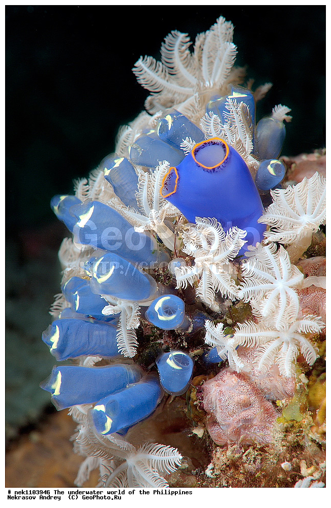 ���������, ��������� ���, ����, ���������, ����� , ���������� ����, ����-�������������, ����-������������� �������, ����-�������������, ��������� ���������, �������, ����� �����, ���-��������� ����, ����, �����, ������, �����, ��������, ��������, �����������, ����,  �������, �������, �����, ���, ���������, ���������, ��������� ���, �������,  ����, �����������, ����, ����������, ��������� �����, ����́���