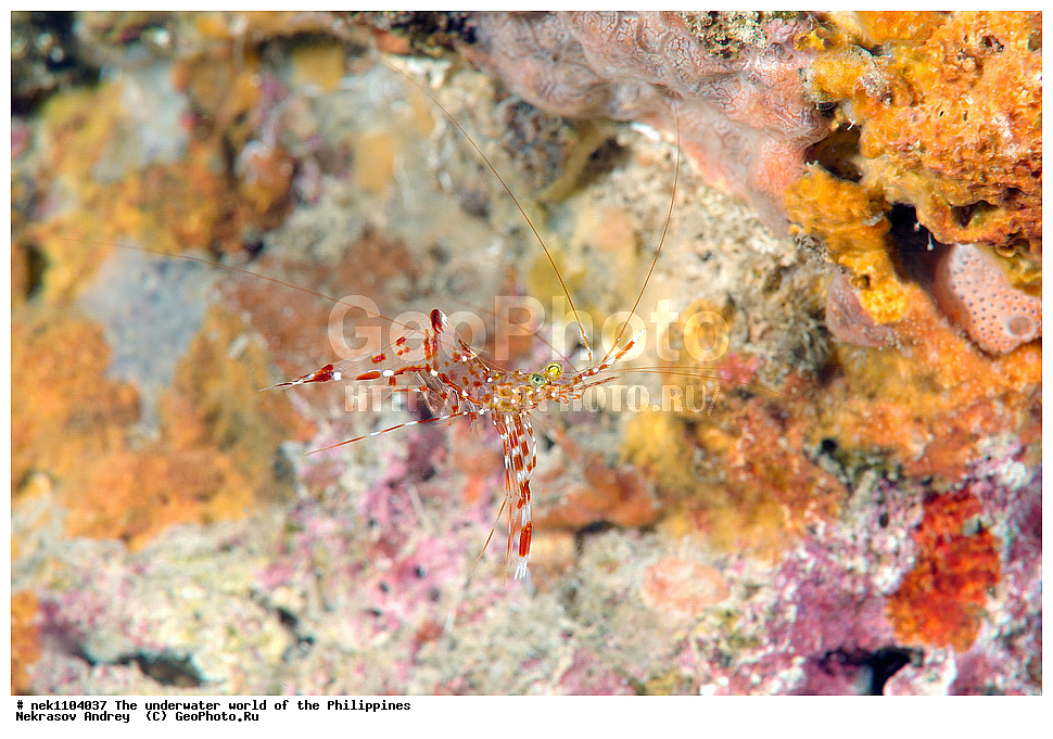 ���������, ��������� ���, ����, ���������, ����� , ���������� ����, ����-�������������, ����-������������� �������, ����-�������������, ��������� ���������, �������, ����� �����, ���-��������� ����, ����, �����, ������, �����, ��������, ��������, �����������, ����,  �������, �������, �����, ���, ���������, ���������, ��������� ���, �������,  ����, �����������, ����, ����������, ��������� �����, ��������, ��������