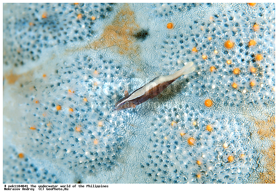 ���������, ��������� ���, ����, ���������, ����� , ���������� ����, ����-�������������, ����-������������� �������, ����-�������������, ��������� ���������, �������, ����� �����, ���-��������� ����, ����, �����, ������, �����, ��������, ��������, �����������, ����,  �������, �������, �����, ���, ���������, ���������, ��������� ���, �������,  ����, �����������, ����, ����������, ��������� �����, ��������, ��������