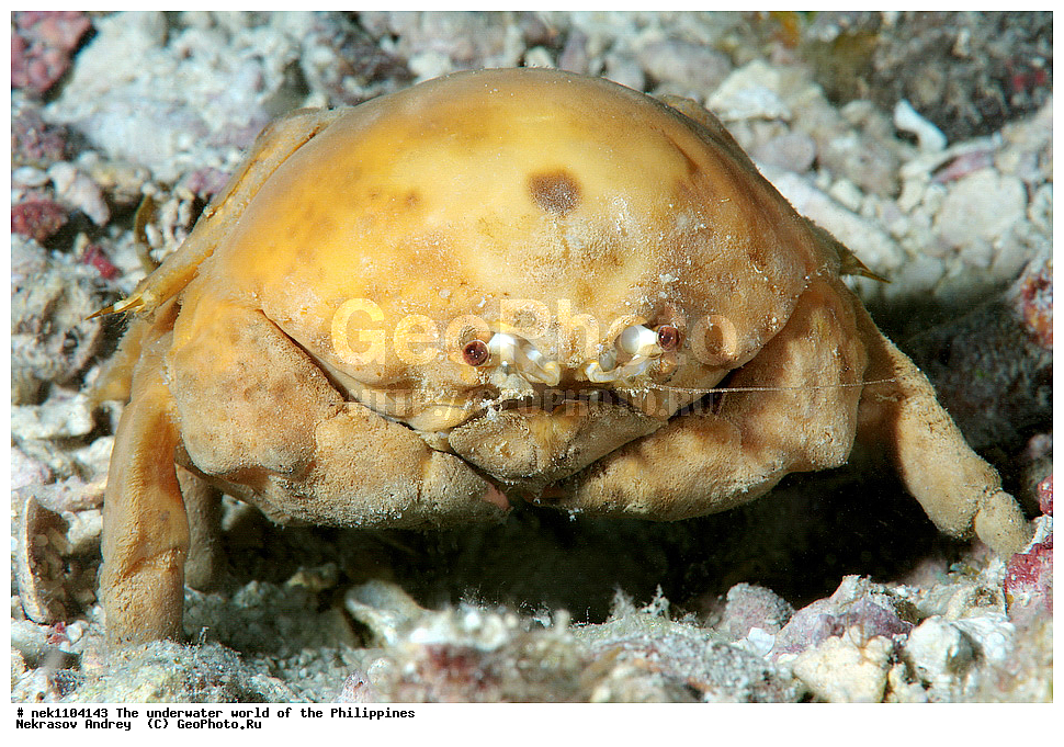 ���������, ��������� ���, ����, ���������, ����� , ���������� ����, ����-�������������, ����-������������� �������, ����-�������������, ��������� ���������, �������, ����� �����, ���-��������� ����, ����, �����, ������, �����, ��������, ��������, �����������, ����,  �������, �������, �����, ���, ���������, ���������, ��������� ���, �������,  ����, �����������, ����, ����������, ��������� �����, ����, �����