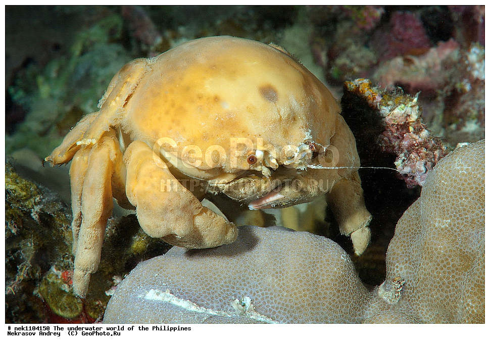 ���������, ��������� ���, ����, ���������, ����� , ���������� ����, ����-�������������, ����-������������� �������, ����-�������������, ��������� ���������, �������, ����� �����, ���-��������� ����, ����, �����, ������, �����, ��������, ��������, �����������, ����,  �������, �������, �����, ���, ���������, ���������, ��������� ���, �������,  ����, �����������, ����, ����������, ��������� �����, ����, �����