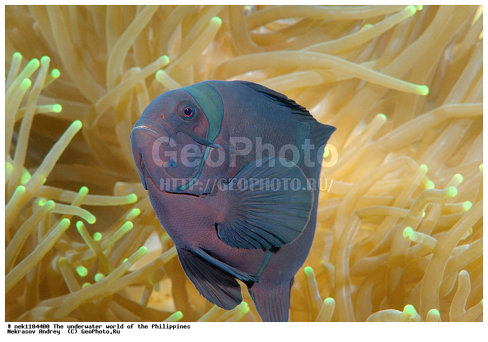 ���������, ��������� ���, ����, ���������, ����� , ���������� ����, ����-�������������, ����-������������� �������, ����-�������������, ��������� ���������, �������, ����� �����, ���-��������� ����, ����, �����, ������, �����, ��������, ��������, �����������, ����,  �������, �������, �����, ���, ���������, ���������, ��������� ���, �������,  ����, �����������, ����, ����������, ��������� �����, ����������, ���������, �������, ����-������, ����-�����, �����, ������ , ����, ����