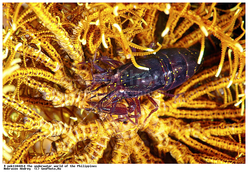 ���������, ��������� ���, ����, ���������, ����� , ���������� ����, ����-�������������, ����-������������� �������, ����-�������������, ��������� ���������, �������, ����� �����, ���-��������� ����, ����, �����, ������, �����, ��������, ��������, �����������, ����,  �������, �������, �����, ���, ���������, ���������, ��������� ���, �������,  ����, �����������, ����, ����������, ��������� �����, ��������, ��������