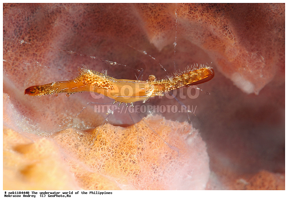 ���������, ��������� ���, ����, ���������, ����� , ���������� ����, ����-�������������, ����-������������� �������, ����-�������������, ��������� ���������, �������, ����� �����, ���-��������� ����, ����, �����, ������, �����, ��������, ��������, �����������, ����,  �������, �������, �����, ���, ���������, ���������, ��������� ���, �������,  ����, �����������, ����, ����������, ��������� �����, ��������, ��������