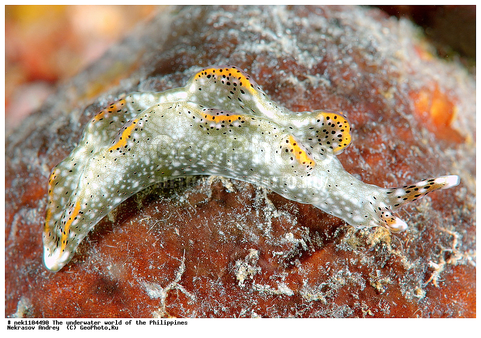 ���������, ��������� ���, ����, ���������, ����� , ���������� ����, ����-�������������, ����-������������� �������, ����-�������������, ��������� ���������, �������, ����� �����, ���-��������� ����, ����, �����, ������, �����, ��������, ��������, �����������, ����,  �������, �������, �����, ���, ���������, ���������, ��������� ���, �������,  ����, �����������, ����, ����������, ��������� �����, ������������ �������, �������, ��������, ������������, ������������, �����������,  �������������