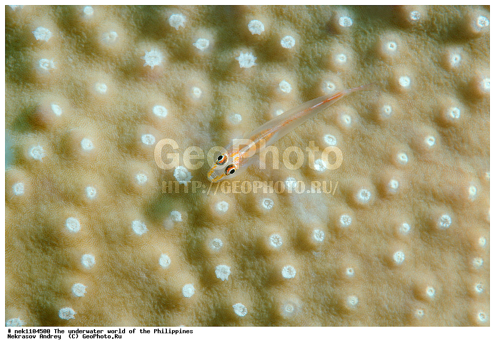 ���������, ��������� ���, ����, ���������, ����� , ���������� ����, ����-�������������, ����-������������� �������, ����-�������������, ��������� ���������, �������, ����� �����, ���-��������� ����, ����, �����, ������, �����, ��������, ��������, �����������, ����,  �������, �������, �����, ���, ���������, ���������, ��������� ���, �������,  ����, �����������, ����, ����������, ��������� �����, ����, ����, �����, �����