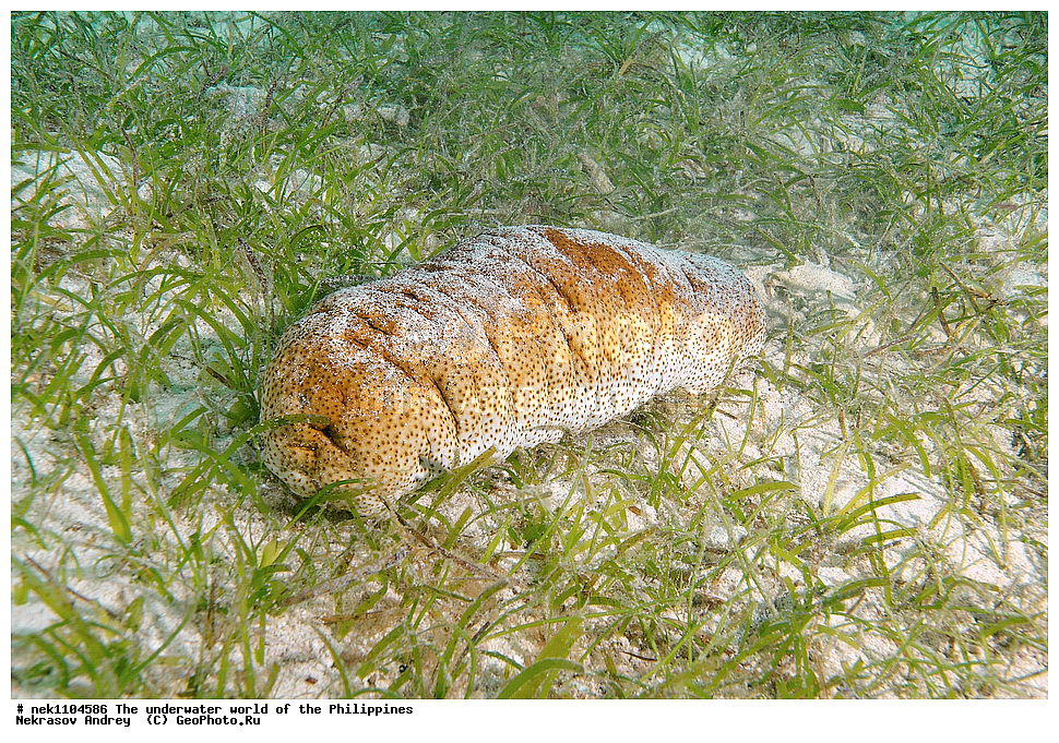 ���������, ��������� ���, ����, ���������, ����� , ���������� ����, ����-�������������, ����-������������� �������, ����-�������������, ��������� ���������, �������, ����� �����, ���-��������� ����, ����, �����, ������, �����, ��������, ��������, �����������, ����,  �������, �������, �����, ���, ���������, ���������, ��������� ���, �������,  ����, �����������, ����, ����������, ��������� �����, ���������, ���������, ������� ������, ���������, ���������,