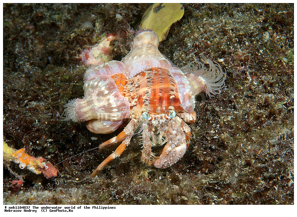 ���������, ��������� ���, ����, ���������, ����� , ���������� ����, ����-�������������, ����-������������� �������, ����-�������������, ��������� ���������, �������, ����� �����, ���-��������� ����, ����, �����, ������, �����, ��������, ��������, �����������, ����,  �������, �������, �����, ���, ���������, ���������, ��������� ���, �������,  ����, �����������, ����, ����������, ��������� �����