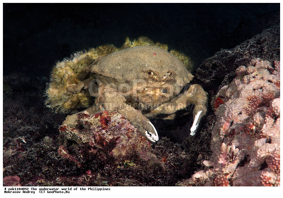 ���������, ��������� ���, ����, ���������, ����� , ���������� ����, ����-�������������, ����-������������� �������, ����-�������������, ��������� ���������, �������, ����� �����, ���-��������� ����, ����, �����, ������, �����, ��������, ��������, �����������, ����,  �������, �������, �����, ���, ���������, ���������, ��������� ���, �������,  ����, �����������, ����, ����������, ��������� �����, ����, �����