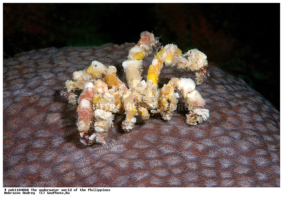 ���������, ��������� ���, ����, ���������, ����� , ���������� ����, ����-�������������, ����-������������� �������, ����-�������������, ��������� ���������, �������, ����� �����, ���-��������� ����, ����, �����, ������, �����, ��������, ��������, �����������, ����,  �������, �������, �����, ���, ���������, ���������, ��������� ���, �������,  ����, �����������, ����, ����������, ��������� �����, ���� ���������, ����, �����