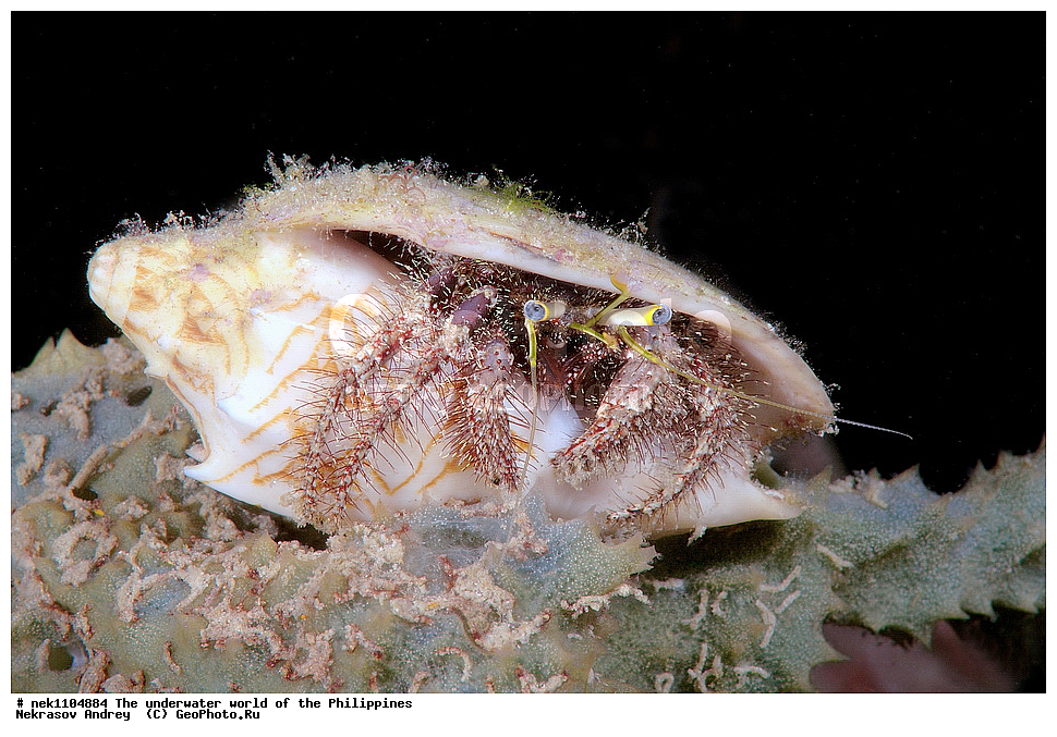 ���������, ��������� ���, ����, ���������, ����� , ���������� ����, ����-�������������, ����-������������� �������, ����-�������������, ��������� ���������, �������, ����� �����, ���-��������� ����, ����, �����, ������, �����, ��������, ��������, �����������, ����,  �������, �������, �����, ���, ���������, ���������, ��������� ���, �������,  ����, �����������, ����, ����������, ��������� �����, ���, ����, ���������, ���-���������, ����������