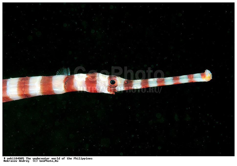 ���������, ��������� ���, ����, ���������, ����� , ���������� ����, ����-�������������, ����-������������� �������, ����-�������������, ��������� ���������, �������, ����� �����, ���-��������� ����, ����, �����, ������, �����, ��������, ��������, �����������, ����,  �������, �������, �����, ���, ���������, ���������, ��������� ���, �������,  ����, �����������, ����, ����������, ��������� �����, ����, ����, ����, ����-����