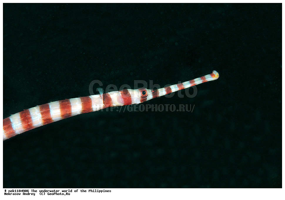 ���������, ��������� ���, ����, ���������, ����� , ���������� ����, ����-�������������, ����-������������� �������, ����-�������������, ��������� ���������, �������, ����� �����, ���-��������� ����, ����, �����, ������, �����, ��������, ��������, �����������, ����,  �������, �������, �����, ���, ���������, ���������, ��������� ���, �������,  ����, �����������, ����, ����������, ��������� �����, ����, ����, ����, ����-����