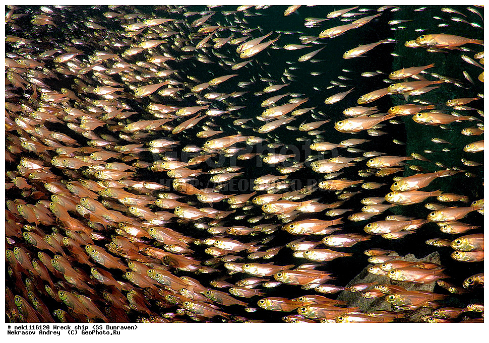 ���������� �����, �����, ��������� ����������, ����, ������, ������� ����, ������-������� �������, �������, ����������, ���������������, �������, ���������� �������, ��������, ������, �����, ����, ���, ���������� �����, ������� ����, ������� ����, ������, ��������, ���������, ����, ����, �������, �����, ����� �� ����, �����, �������, ����������, ����������, ����������, ���������� ������, �����������, ������������, �������, ���������������, �������, ��������, ����, �����, ��� �����, ���������, ���������, ���������, ��������� ���, ���, ���-�������, ����, �����, ������, ����, ���, ����, ����, ���������, ���������, ����-���������, ���������� ����, ����������, ����������, �������, ��������