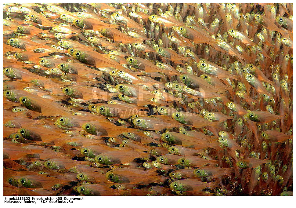 ���������� �����, �����, ��������� ����������, ����, ������, ������� ����, ������-������� �������, �������, ����������, ���������������, �������, ���������� �������, ��������, ������, �����, ����, ���, ���������� �����, ������� ����, ������� ����, ������, ��������, ���������, ����, ����, �������, �����, ����� �� ����, �����, �������, ����������, ����������, ����������, ���������� ������, �����������, ������������, �������, ���������������, �������, ��������, ����, �����, ��� �����, ���������, ���������, ���������, ��������� ���, ���, ���-�������, ����, �����, ������, ����, ���, ����, ����, ���������, ���������, ����-���������, ���������� ����, ����������, ����������, �������, ��������