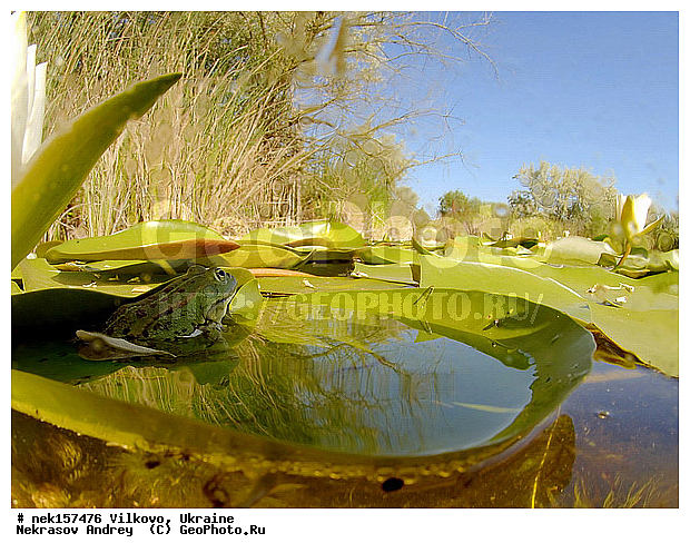 Anura, Ranidae, Ranidae Rafinesque, ����������, �������, ��������, �����������, �������� �����������, �������� ������-�����, �������� �����-�����, �������� ����������, �����������, ������́��� ����́���, �������� �������, ������������ ������, �������, ��������, ����������, ������, �������, �����, ����, ����, �������, �����������, ��������, �������� �����, ����������, �������, �������, �� �����, �� �����, �� ��������, ����, ���������, �����, ����, ����. ����, ������, �������, ������-�������, �������, ������, ��������, ��������, �����������, �����������, �������, �������, �������, �������, XYZ, ��������� �������, Ranidae, ������ �������, ������� �������, Pelophylax ridibundus