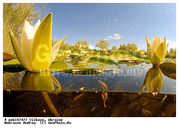 Anura, Ranidae, Ranidae Rafinesque, ����������, �������, ��������, �����������, �������� �����������, �������� ������-�����, �������� �����-�����, �������� ����������, �����������, ������́��� ����́���, �������� �������, ������������ ������, �������, ��������, ����������, ������, �������, �����, ����, ����, �������, �����������, ��������, �������� �����, ����������, �������, �������, �� �����, �� �����, �� ��������, ����, ���������, �����, ����, ����. ����, ������, �������, ������-�������, �������, ������, ��������, ��������, �����������, �����������, �������, �������, �������, �������, XYZ, ��������� �������, Ranidae, ������ �������, ������� �������, Pelophylax ridibundus