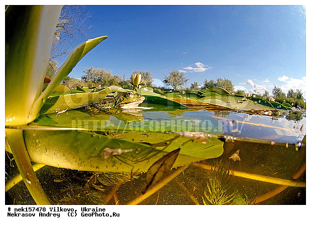 Anura, Ranidae, Ranidae Rafinesque, ����������, �������, ��������, �����������, �������� �����������, �������� ������-�����, �������� �����-�����, �������� ����������, �����������, ������́��� ����́���, �������� �������, ������������ ������, �������, ��������, ����������, ������, �������, �����, ����, ����, �������, �����������, ��������, �������� �����, ����������, �������, �������, �� �����, �� �����, �� ��������, ����, ���������, �����, ����, ����. ����, ������, �������, ������-�������, �������, ������, ��������, ��������, �����������, �����������, �������, �������, �������, �������, XYZ, ��������� �������, Ranidae, ������ �������, ������� �������, Pelophylax ridibundus