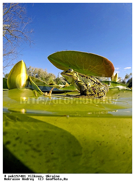 Anura, Ranidae, Ranidae Rafinesque, ����������, �������, ��������, �����������, �������� �����������, �������� ������-�����, �������� �����-�����, �������� ����������, �����������, ������́��� ����́���, �������� �������, ������������ ������, �������, ��������, ����������, ������, �������, �����, ����, ����, �������, �����������, ��������, �������� �����, ����������, �������, �������, �� �����, �� �����, �� ��������, ����, ���������, �����, ����, ����. ����, ������, �������, ������-�������, �������, ������, ��������, ��������, �����������, �����������, �������, �������, �������, �������, XYZ, ��������� �������, Ranidae, ������ �������, ������� �������, Pelophylax ridibundus