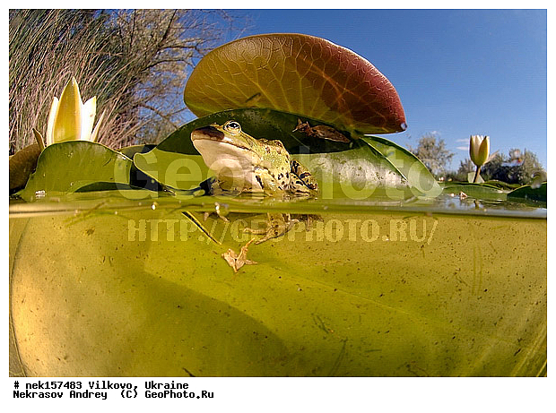 Anura, Ranidae, Ranidae Rafinesque, ����������, �������, ��������, �����������, �������� �����������, �������� ������-�����, �������� �����-�����, �������� ����������, �����������, ������́��� ����́���, �������� �������, ������������ ������, �������, ��������, ����������, ������, �������, �����, ����, ����, �������, �����������, ��������, �������� �����, ����������, �������, �������, �� �����, �� �����, �� ��������, ����, ���������, �����, ����, ����. ����, ������, �����, �������, ������-�������, �������, ������, ��������, ��������, �����������, �����������, �������, �������, �������, �������, XYZ, ��������� �������, Ranidae, ������ �������, ������� �������, Pelophylax ridibundus