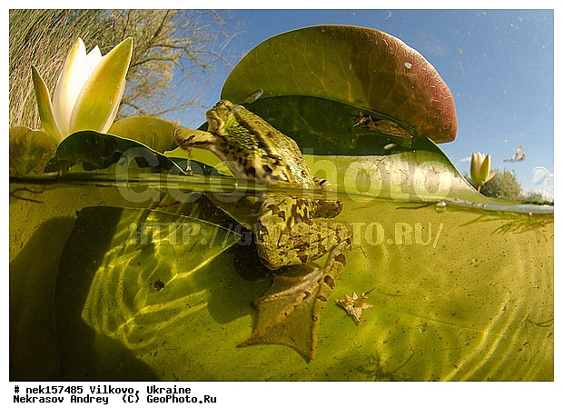 Anura, Ranidae, Ranidae Rafinesque, ����������, �������, ��������, �����������, �������� �����������, �������� ������-�����, �������� �����-�����, �������� ����������, �����������, ������́��� ����́���, �������� �������, ������������ ������, �������, ��������, ����������, ������, �������, �����, ����, ����, �������, �����������, ��������, �������� �����, ����������, �������, �������, �� �����, �� �����, �� ��������, ����, ���������, �����, ����, ����. ����, ������, �����, �������, ������-�������, �������, ������, ��������, ��������, �����������, �����������, �������, �������, �������, �������, XYZ, ��������� �������, Ranidae, ������ �������, ������� �������, Pelophylax ridibundus