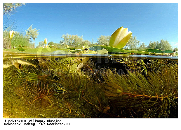 Anura, Ranidae, Ranidae Rafinesque, ����������, �������, ��������, �����������, �������� �����������, �������� ������-�����, �������� �����-�����, �������� ����������, �����������, ������́��� ����́���, �������� �������, ������������ ������, �������, ��������, ����������, ������, �������, �����, ����, ����, �������, �����������, ��������, �������� �����, ����������, �������, �������, ����, ���������, �����, ����, ����. ����, �����, �������, ������, ��������, ��������, �����������, �����������, �������, �������, �������, �������, XYZ, ��������� �������, Ranidae, ������ �������, ������� �������, Pelophylax ridibundus