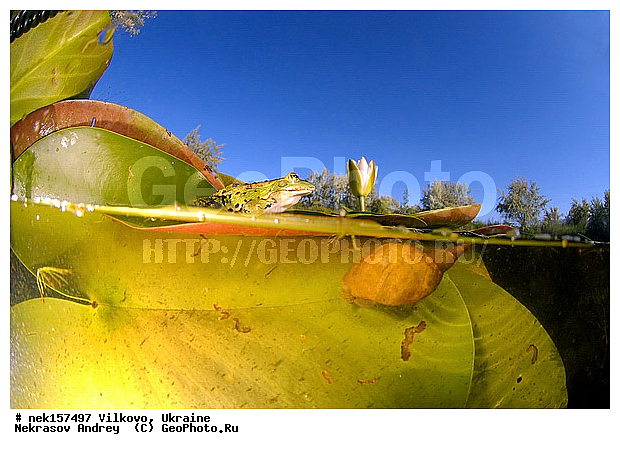 Anura, Ranidae, Ranidae Rafinesque, ����������, �������, ��������, �����������, �������� �����������, �������� ������-�����, �������� �����-�����, �������� ����������, �����������, ������́��� ����́���, �������� �������, ������������ ������, �������, ��������, ����������, ������, �������, �����, ����, ����, �������, �����������, ��������, �������� �����, ����������, �������, �������, ����, ���������, �����, ����, ����. ����, �������, ������, ��������, ��������, �����������, �����������, �������, �������, �������, �������, XYZ, ��������� �������, Ranidae, ������ �������, ������� �������, Pelophylax ridibundus