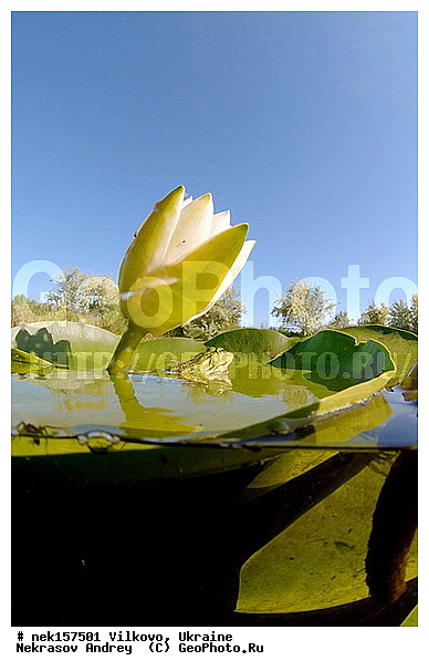 Anura, Ranidae, Ranidae Rafinesque, ����������, �������, ��������, �����������, �������� �����������, �������� ������-�����, �������� �����-�����, �������� ����������, �����������, ������́��� ����́���, �������� �������, ������������ ������, �������, ��������, ����������, ������, �������, �����, ����, ����, �������, �����������, ��������, �������� �����, ����������, �������, �������, �� �����, �� �����, �� ��������, ����, ���������, �����, ����, ����. ����, ������, �������, ������-�������, �������, ������, ��������, ��������, �����������, �����������, �������, �������, �������, �������, XYZ, ��������� �������, Ranidae, ������ �������, ������� �������, Pelophylax ridibundus