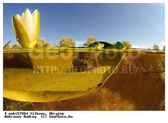 Anura, Ranidae, Ranidae Rafinesque, ����������, �������, ��������, �����������, �������� �����������, �������� ������-�����, �������� �����-�����, �������� ����������, �����������, ������́��� ����́���, �������� �������, ������������ ������, �������, ��������, ����������, ������, �������, �����, ����, ����, �������, �����������, ��������, �������� �����, ����������, �������, �������, �� �����, �� �����, �� ��������, ����, ���������, �����, ����, ����. ����, ������, �����, �������, ������-�������, �������, ������, ��������, ��������, �����������, �����������, �������, �������, �������, �������, XYZ, ��������� �������, Ranidae, ������ �������, ������� �������, Pelophylax ridibundus