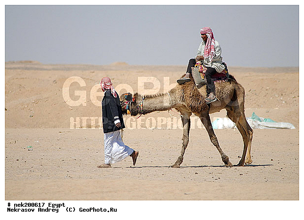 C. dromedarius, Camelus, Camelus dromedarius, Linnaeus, dromedarius, ���������� �������, ������, �����������, �����������, �����������, ������, �������, �������, �����������, ��������, ��������, ������, ��������, �������������, �����������, ����������, ���������� �������, �������������, ������������, ������, ��������, �, ������, ������, ���������, ����, ������ ������, ����������, ����������, ����������, ����������, ����������, ������, ��������, ������, ���������, ���������, ����, ������� ���������, ������� ������, ��, �����, ����������, ������, ���������, ������, �����, ������, ����, �����, �������, �������, �������, �����������, ������, ������, ������ � �����, �������������, �������������, �������������, �������������, �������, ��������, ��������, �������������, �������������, �����, �����, XYZ, �����������, Camelidae, ���������� �������, ��������, ��������, �������, Camelus dromedarius