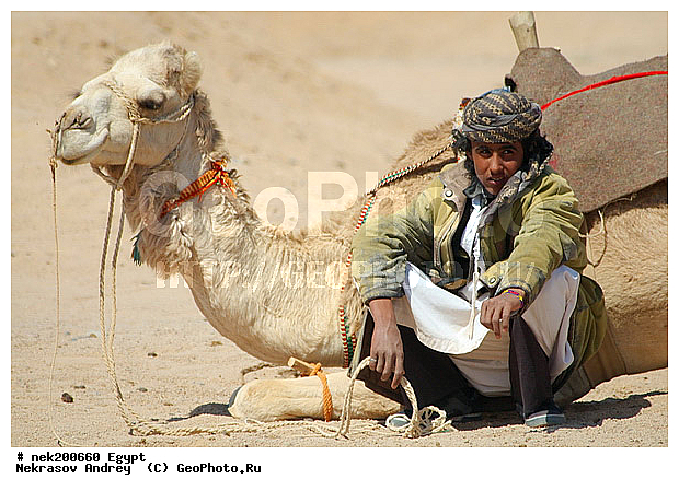 C. dromedarius, Camelus, Camelus dromedarius, Linnaeus, dromedarius, ���������� �������, ������, �����������, �����������, �����������, ������, �������, �������, �����������, ��������, ��������, ������, ��������, �������������, �����������, ����������, ���������� �������, �������������, ������������, ������, ��������, �, ���������, ������ ������, ����������, ����������, ����������, ����������, ����������, ������, ��������, ������, ���������, ���������, ����, ������� ���������, ������� ������, ��, �����, ����������, ������, ���������, ������, �����, ������, �����, �������, �������, �������, �����������, ������, ������, ������ � �����, �������������, �������������, �������������, �������������, �������, ��������, ��������, �������������, �������������, �����, �����, XYZ, �����������, Camelidae, ���������� �������, ��������, ��������, �������, Camelus dromedarius