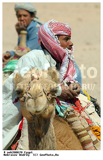 C. dromedarius, Camelus, Camelus dromedarius, Linnaeus, dromedarius, ���������� �������, ������, �����������, �����������, �����������, ������, �������, �������, �����������, ��������, ��������, ������, ��������, �������������, �����������, ����������, ���������� �������, �������������, ������������, ������, ��������, �, ���������, ������ ������, ����������, ����������, ����������, ����������, ����������, ������, ��������, ������, ���������, ���������, ����, ������� ���������, ������� ������, ��, �����, ����������, ������, ���������, ������, �����, ������, �����, �������, �������, �������, �����������, ������, ������, ������ � �����, �������������, �������������, �������������, �������������, �������, ��������, ��������, �������������, �������������, �����, �����, XYZ, �����������, Camelidae, ���������� �������, ��������, ��������, �������, Camelus dromedarius