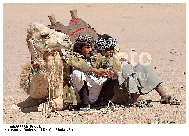 C. dromedarius, Camelus, Camelus dromedarius, Linnaeus, dromedarius, ���������� �������, ������, �����������, �����������, �����������, ������, �������, �������, �����������, ��������, ��������, ������, ��������, �������������, �����������, ����������, ���������� �������, �������������, ������������, ������, ��������, �, ������, ������, ���������, ����, ����, ���, ������ ������, ����������, ����������, ����������, ����������, ����������, ������, ��������, ������, ���������, ���������, ����, ������� ���������, ������� ������, ��, �����, ����������, ������, ���������, ������, �����, ������, ����, �����, �������, �������, �������, �����������, �������, ������, ������, ������ � �����, �������������, �������������, �������������, �������������, �������, ��������, ��������, �������������, �������������, �����, �����, XYZ, �����������, Camelidae, ���������� �������, ��������, ��������, �������, Camelus dromedarius