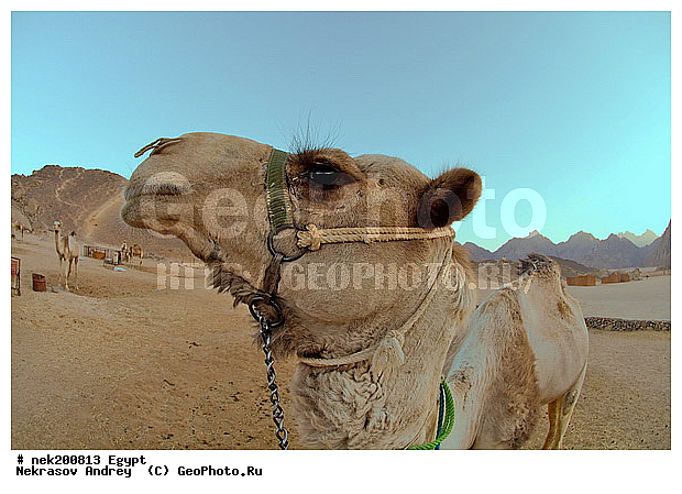 C. dromedarius, Camelus, Camelus dromedarius, Linnaeus, dromedarius, ���������� �������, ������, �����������, �����������, �����������, ������, �������, �������, �����������, ��������, ��������, ������, ��������, �������������, �����������, ����������, ���������� �������, �������������, ������������, ������, ��������, �, ���������, ������ ������, ����������, ����������, ����������, ����������, ����������, ������, ��������, ������, ���������, ���������, ����, ������� ���������, ������� ������, ��, �����, ����������, ������, ���������, ������, �����, ������, �����, �������, �������, �������, �����������, ������, ������, ������ � �����, �������������, �������������, �������������, �������������, �������, ��������, ��������, �������������, �������������, �����, �����, XYZ, �����������, Camelidae, ���������� �������, ��������, ��������, �������, Camelus dromedarius