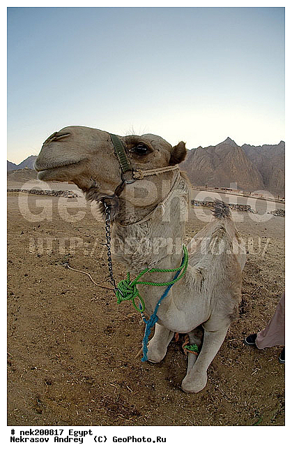 C. dromedarius, Camelus, Camelus dromedarius, Linnaeus, dromedarius, ���������� �������, ������, �����������, �����������, �����������, ������, �������, �������, �����������, ��������, ��������, ������, ��������, �������������, �����������, ����������, ���������� �������, �������������, ������������, ������, ��������, �, ���������, ������ ������, ����������, ����������, ����������, ����������, ����������, ������, ��������, ������, ���������, ���������, ����, ������� ���������, ������� ������, ��, �����, ����������, ������, ���������, ������, �����, ������, �����, �������, �������, �������, �����������, ������, ������, ������ � �����, �������������, �������������, �������������, �������������, �������, ��������, ��������, �������������, �������������, �����, �����, XYZ, �����������, Camelidae, ���������� �������, ��������, ��������, �������, Camelus dromedarius