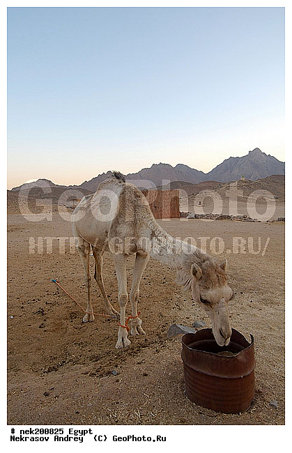 C. dromedarius, Camelus, Camelus dromedarius, Linnaeus, dromedarius, ���������� �������, ������, �����������, �����������, �����������, ������, �������, �������, �����������, ��������, ��������, ������, ��������, �������������, �����������, ����������, ���������� �������, �������������, ������������, ������, ��������, �, ���������, ������ ������, ����������, ����������, ����������, ����������, ����������, ������, ��������, ������, ���������, ���������, ����, ������� ���������, ������� ������, ��, �����, ����������, ������, ���������, ������, �����, ������, �����, �������, �������, �������, �����������, ������, ������, ������ � �����, �������������, �������������, �������������, �������������, �������, ��������, ��������, �������������, �������������, �����, �����, XYZ, �����������, Camelidae, ���������� �������, ��������, ��������, �������, Camelus dromedarius