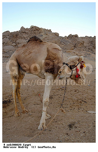 C. dromedarius, Camelus, Camelus dromedarius, Linnaeus, dromedarius, ���������� �������, ������, �����������, �����������, �����������, ������, �������, �������, �����������, ��������, ��������, ������, ��������, �������������, �����������, ����������, ���������� �������, �������������, ������������, ������, ��������, �, ���������, ������ ������, ����������, ����������, ����������, ����������, ����������, ������, ��������, ������, ���������, ���������, ����, ������� ���������, ������� ������, ��, �����, ����������, ������, ���������, ������, �����, ������, �����, �������, �������, �������, �����������, ������, ������, ������ � �����, �������������, �������������, �������������, �������������, �������, ��������, ��������, �������������, �������������, �����, �����, XYZ, �����������, Camelidae, ���������� �������, ��������, ��������, �������, Camelus dromedarius