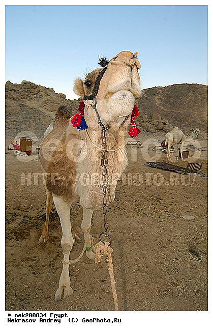 C. dromedarius, Camelus, Camelus dromedarius, Linnaeus, dromedarius, ���������� �������, ������, �����������, �����������, �����������, ������, �������, �������, �����������, ��������, ��������, ������, ��������, �������������, �����������, ����������, ���������� �������, �������������, ������������, ������, ��������, �, ���������, ������ ������, ����������, ����������, ����������, ����������, ����������, ������, ��������, ������, ���������, ���������, ����, ������� ���������, ������� ������, ��, �����, ����������, ������, ���������, ������, �����, ������, �����, �������, �������, �������, �����������, ������, ������, ������ � �����, �������������, �������������, �������������, �������������, �������, ��������, ��������, �������������, �������������, �����, �����, XYZ, �����������, Camelidae, ���������� �������, ��������, ��������, �������, Camelus dromedarius