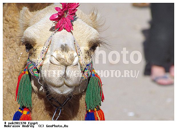 C. dromedarius, Camelus, Camelus dromedarius, Linnaeus, dromedarius, ���������� �������, ������, �����������, �����������, �����������, ������, �������, �������, �����������, ��������, ��������, ������, ��������, �������������, �����������, ����������, ���������� �������, �������������, ������������, ������, ��������, �, ���������, ������ ������, ����������, ����������, ����������, ����������, ����������, ������, ��������, ������, ���������, ���������, ����, ������� ���������, ������� ������, ��, �����, ����������, ������, ���������, ������, �����, ������, �����, �������, �������, �������, �����������, ������, ������, ������ � �����, �������������, �������������, �������������, �������������, �������, ��������, ��������, �������������, �������������, �����, �����, XYZ, �����������, Camelidae, ���������� �������, ��������, ��������, �������, Camelus dromedarius