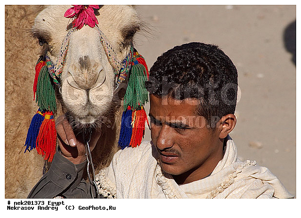 C. dromedarius, Camelus, Camelus dromedarius, Linnaeus, dromedarius, ���������� �������, ������, �����������, �����������, �����������, ������, �������, �������, �����������, ��������, ��������, ������, ��������, �������������, �����������, ����������, ���������� �������, �������������, ������������, ������, ��������, �, ���������, ������ ������, ����������, ����������, ����������, ����������, ����������, ������, ��������, ������, ���������, ���������, ����, ������� ���������, ������� ������, ��, �����, ����������, ������, ���������, ������, �����, ������, �����, �������, �������, �������, �����������, ������, ������, ������ � �����, �������������, �������������, �������������, �������������, �������, ��������, ��������, �������������, �������������, �����, �����, XYZ, �����������, Camelidae, ���������� �������, ��������, ��������, �������, Camelus dromedarius