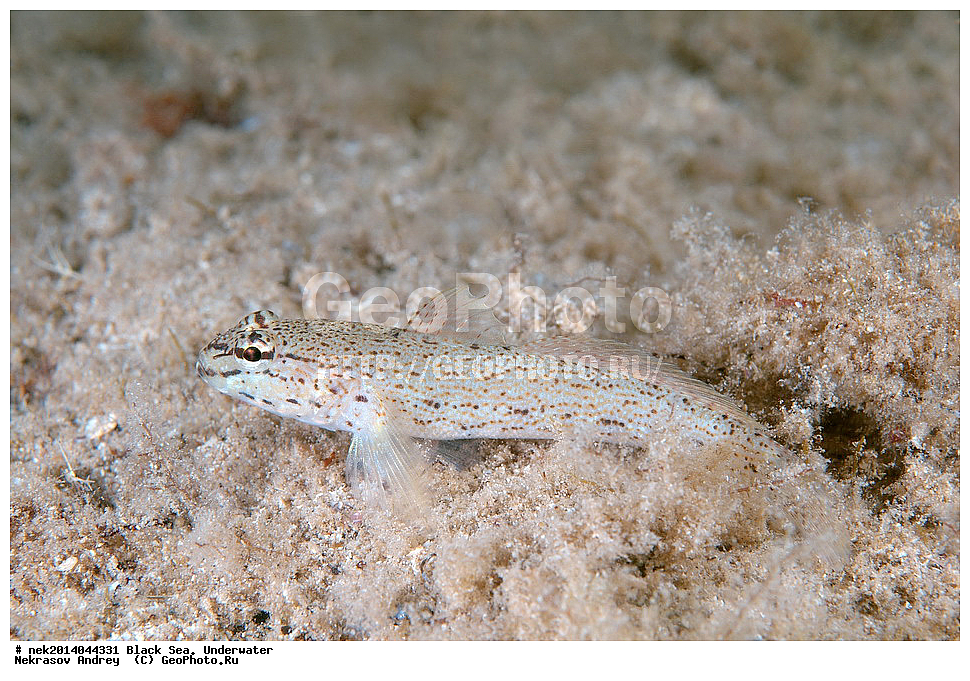 ������ ����, ��������� ��� , ���, �����, ���������, ����������, ���������, ���, ��������, ��������, �����, �������, ������������, �����, �����, �������������, ����, ������������, ����������, ���, ���������, ��������, ��������, ������, ����������, ����, ����, �������, ���, �����, �����, ���������, ���������, �������, �������, �����, ����, �������, ����� ����, Gobius bucchichi, ����, ����, ����, �����, �����, ������
