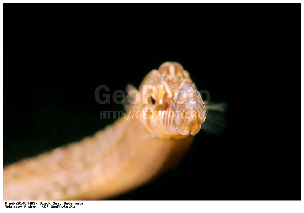 ������ ����, ��������� ��� , ���, �����, ���������, ����������, ���������, ���, ��������, ��������, �����, �������, ������������, �����, �����, �������������, ����, ������������, ����������, ���, ���������, ��������, ��������, ������, ����������, ����, ����, �������, ���, �����, �����, ���������, ���������, �������, �������, �����, ����, �������, ����, ����, �����������, ���������, ����, Syngnathus typhle, ������