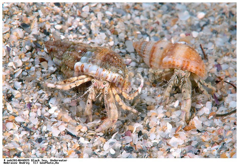 ������ ����, ��������� ��� , ���, �����, ���������, ����������, ���������, ���, ��������, ��������, �����, �������, ������������, �����, �����, �������������, ����, ������������, ����������, ���, ���������, ��������, ��������, ������, ����������, ����, ����, �������, ���, �����, �����, ���������, ���������, �������, �������, �����, ����, �������, ���, ���������, ������, Diogenes pugilator, ����, ������