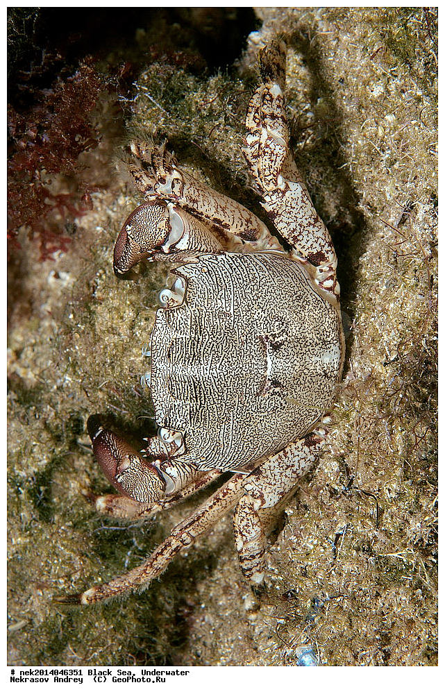 ������ ����, ��������� ��� , ���, �����, ���������, ����������, ���������, ���, ��������, ��������, �����, �������, ������������, �����, �����, �������������, ����, ������������, ����������, ���, ���������, ��������, ��������, ������, ����������, ����, ����, �������, ���, �����, �����, ���������, ���������, �������, �������, �����, ����, �������, ���������, ����, ���������, �����, Pachygrapsus marmoratus, ������