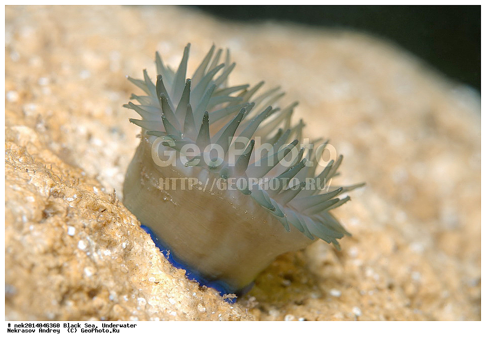 ������ ����, ��������� ��� , ���, �����, ���������, ����������, ���������, ���, ��������, ��������, �����, �������, ������������, �����, �����, �������������, ����, ������������, ����������, ���, ���������, ��������, ��������, ������, ����������, ����, ����, �������, ���, �����, �����, ���������, ���������, �������, �������, �����, ����, �������, �������, �������, ������, �������, �������, Actinia equina, ������