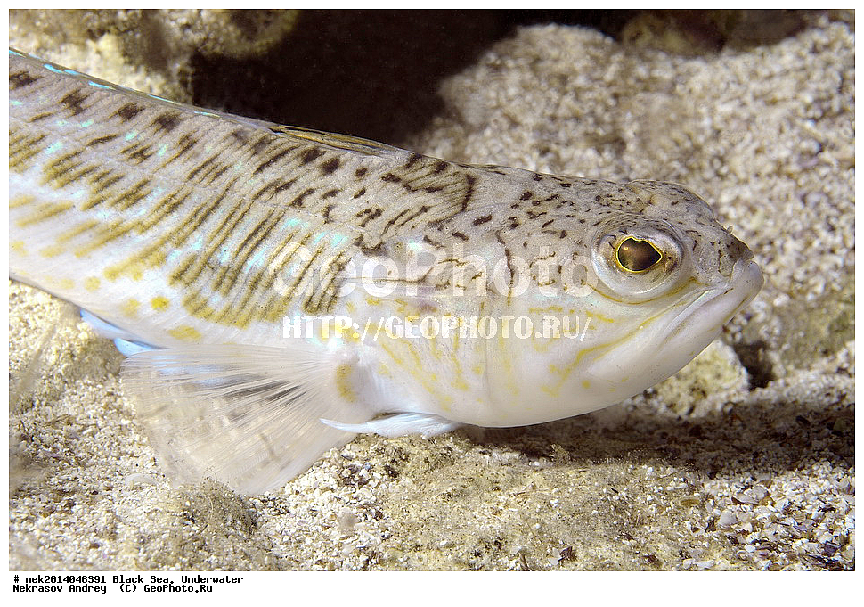 ������ ����, ��������� ��� , ���, �����, ���������, ����������, ���������, ���, ��������, ��������, �����, �������, ������������, �����, �����, �������������, ����, ������������, ����������, ���, ���������, ��������, ��������, ������, ����������, ����, ����, �������, ���, �����, �����, ���������, ���������, �������, �������, �����, ����, �������, �������, ���������, ������� �������, ������, �������, �������, ��������, ��� ������, Trachinus draco, ����, ����, �������, ��������, ��������, ������